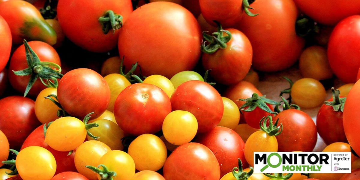 Sfuso e bacca piccola le chiavi di vendita per i pomodori in Gdo